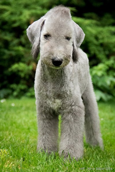 2014-08-08 Cherry-9420-1.jpg - 15 Wochen / 15 weeks